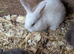 6 bunnies