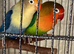 Love bird pair