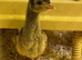 Spalding peachicks for sale
