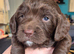 Sprocker/Cocker Spaniel Pups for sale