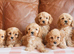 Beautiful F1b Health Tested Miniature Cavapoo Puppies