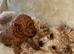Toy poodle