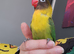 Hand reared little lovebird ready to go