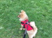 Pomeranian up for stud