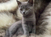 Princess Leia beautiful bsh mix