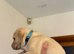 Last male golden Labrador , ready to leave