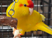 3 beautiful kakariki for sale