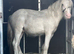Mini cob colt
