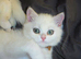 READY NOW 2 GCCF Regd Golden Shaded/Tipped British Short Hair Females