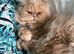 Perian Cat