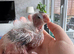 Adorable hand reared cockatiels