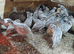 Snow flakes bob whites quail