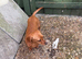 mini dachshund looking for new home