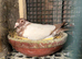 Racing pigeons