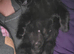 Male kitten