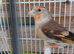 Gold finch mule