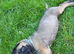 Belgian Malinois x German Shepherd