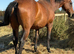 Brood mare.