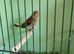 Goldfinch mule