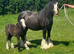 9 yr old mare with colt foal