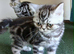 Bsh. Silver Tabby kittens. TICA