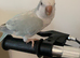 Tame baby Quaker
