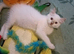 Ready now Rare active fawn point boy
