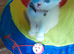Siamese/Bsh cross ragdoll/Bsh