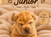 Shar pei bear coat puppy’s for sale