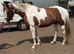 16hh Red & White Cob Mare 12 Years Old | All-Rounder | happy hacker