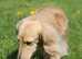 Cream Miniature long haired Dachshund