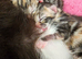 Beautiful 5 kittens