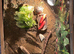 2 year old Herman’s tortoise