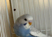 Baby budgies for sale!