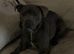 Staffordshire Bull Terrier