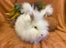 Rew angora