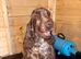 Show type female for sale.