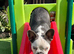 French Bulldog Puppy!