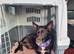 Female German shepherd come s with cages everything