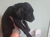 American bully x presa canario pup ready to leave home