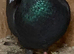 Black cock racing racer pigeon bred 2026