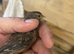 Linnet hen
