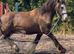 Shire x cob