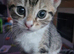 Female kitten
