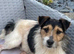 Jack Russel