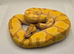 Super enchi coral glow hypo