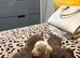 Long hair mini dachshunds