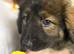 Caucasian shepherd puppies