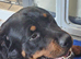 Last male rottweiler puppy left kc reg