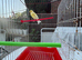 Canary